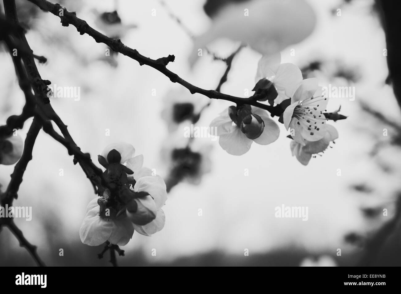 Illustrazione della foto di fiori di orchidea bianchi in bianco e nero e i mezzitoni Foto Stock