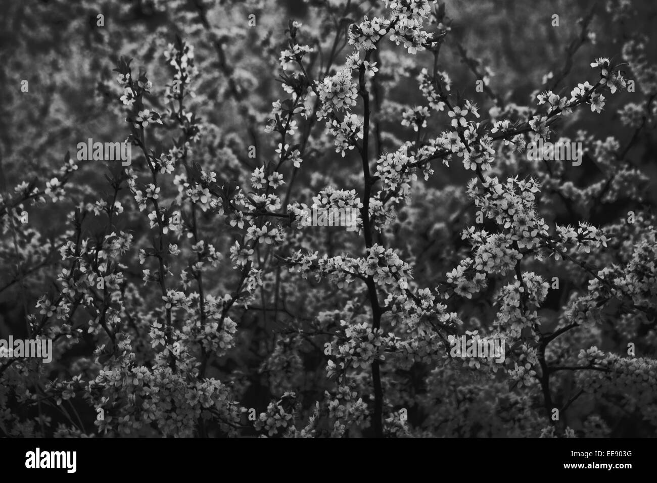 Illustrazione della foto di fiori di orchidea bianchi in bianco e nero e i mezzitoni Foto Stock