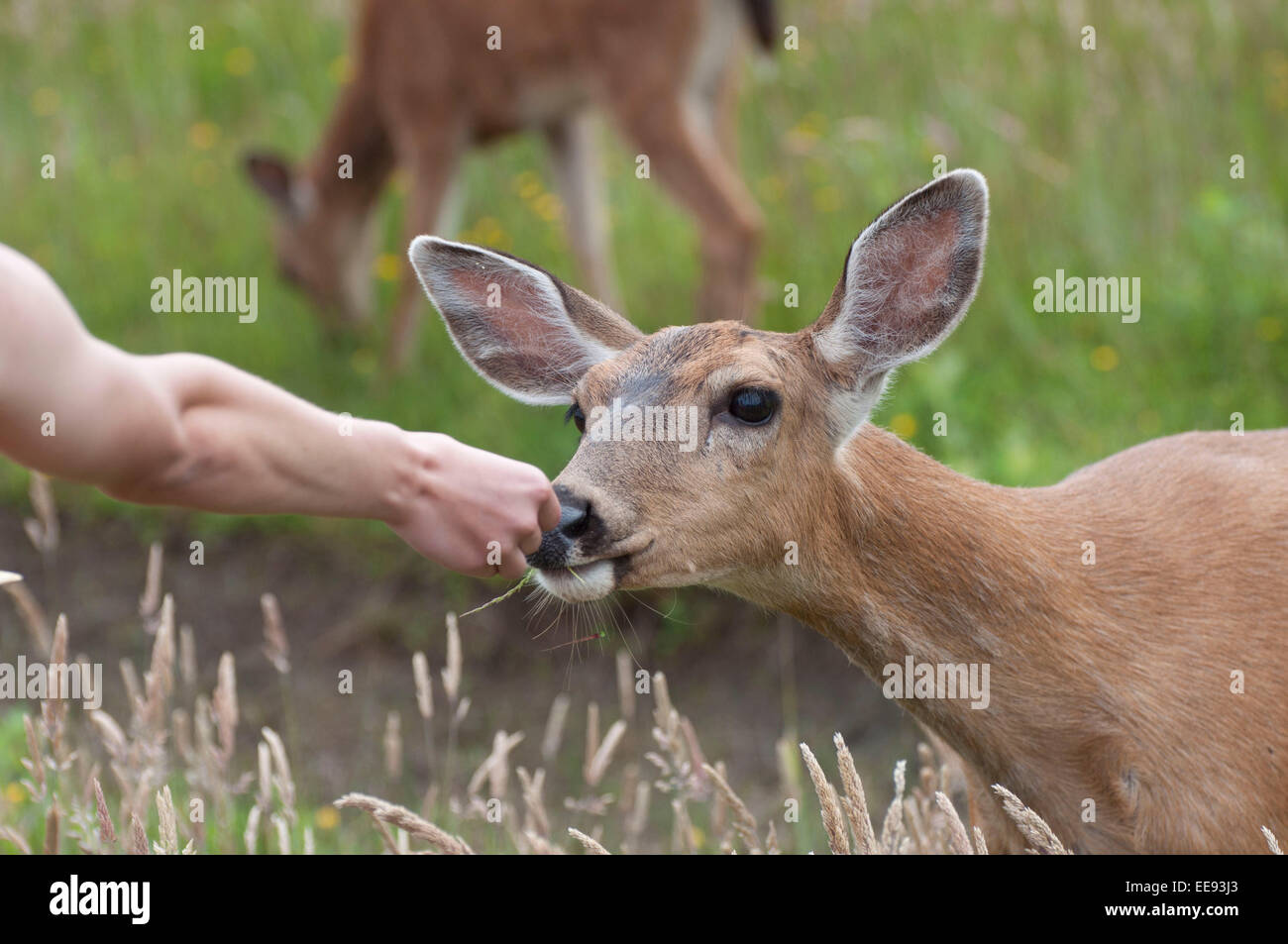 Un cervo mangia da una mano alle persone in erba lunga presi in Ocean Shores, WA. Foto Stock