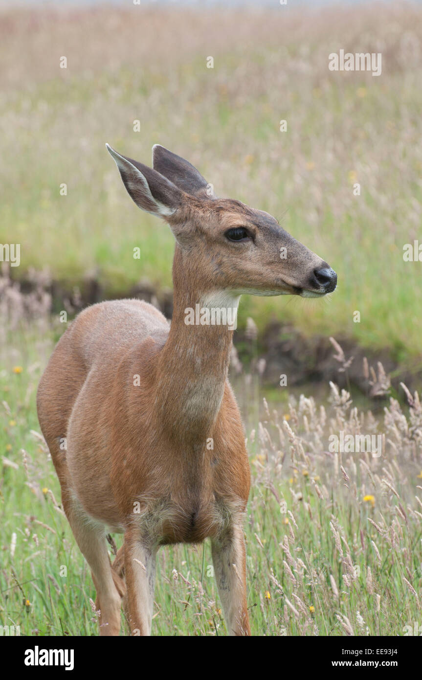 Un cervo sguardi in erba lunga presi in Ocean Shores, WA. Foto Stock
