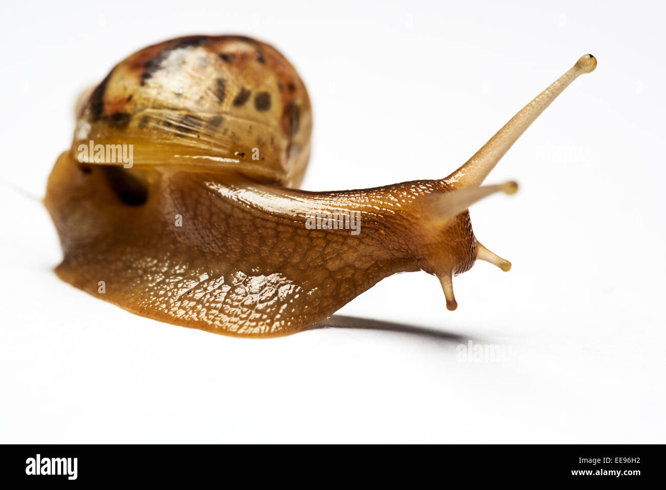 Bellezza Achatina lumaca su sfondi bianchi, non isolata Foto Stock