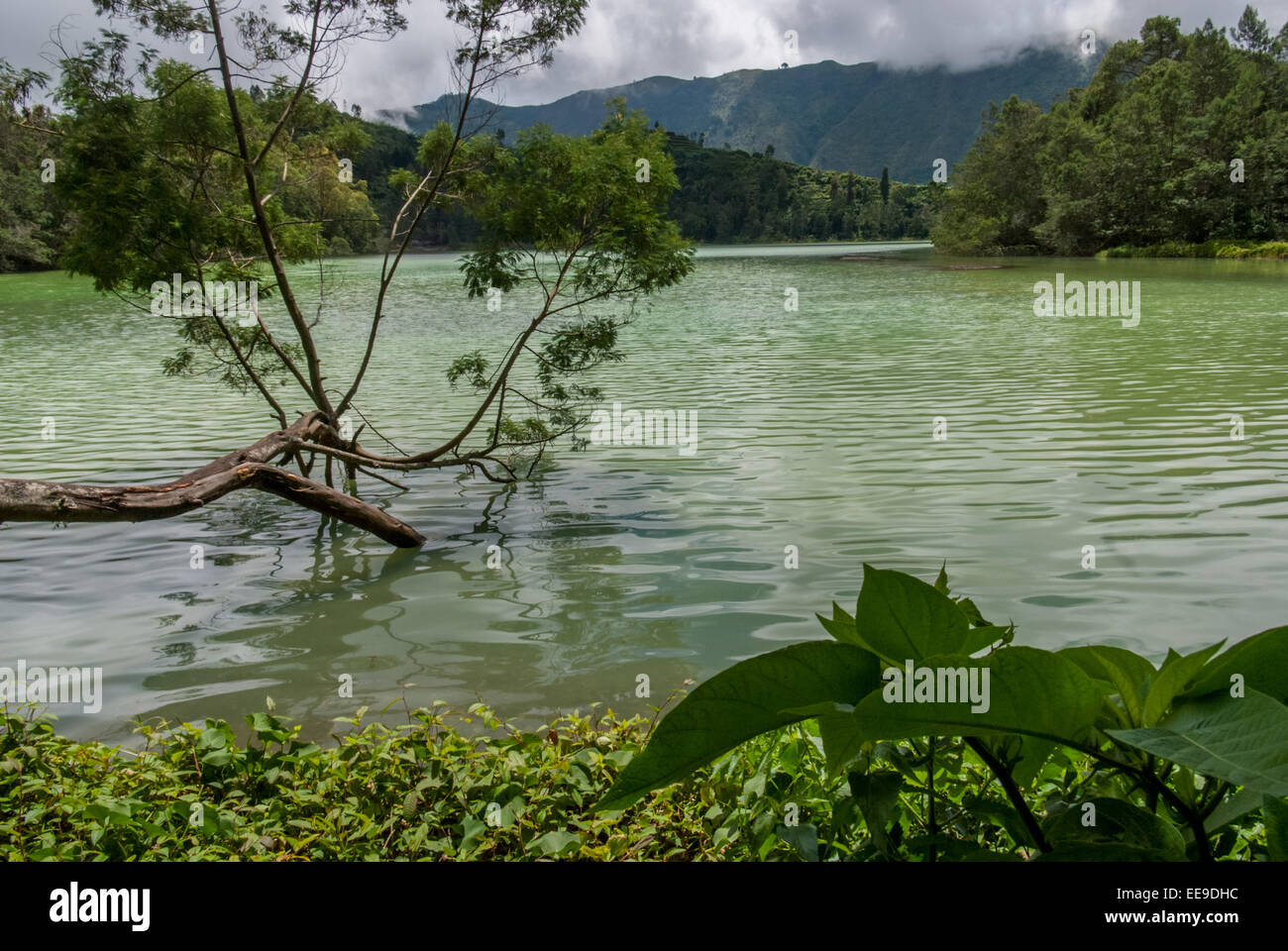 Lago Telaga Warna, un lago solforico sull'altopiano di Dieng, che si trova amministrativamente in Kejajar, Wonosobo, Giava Centrale, Indonesia. Foto Stock