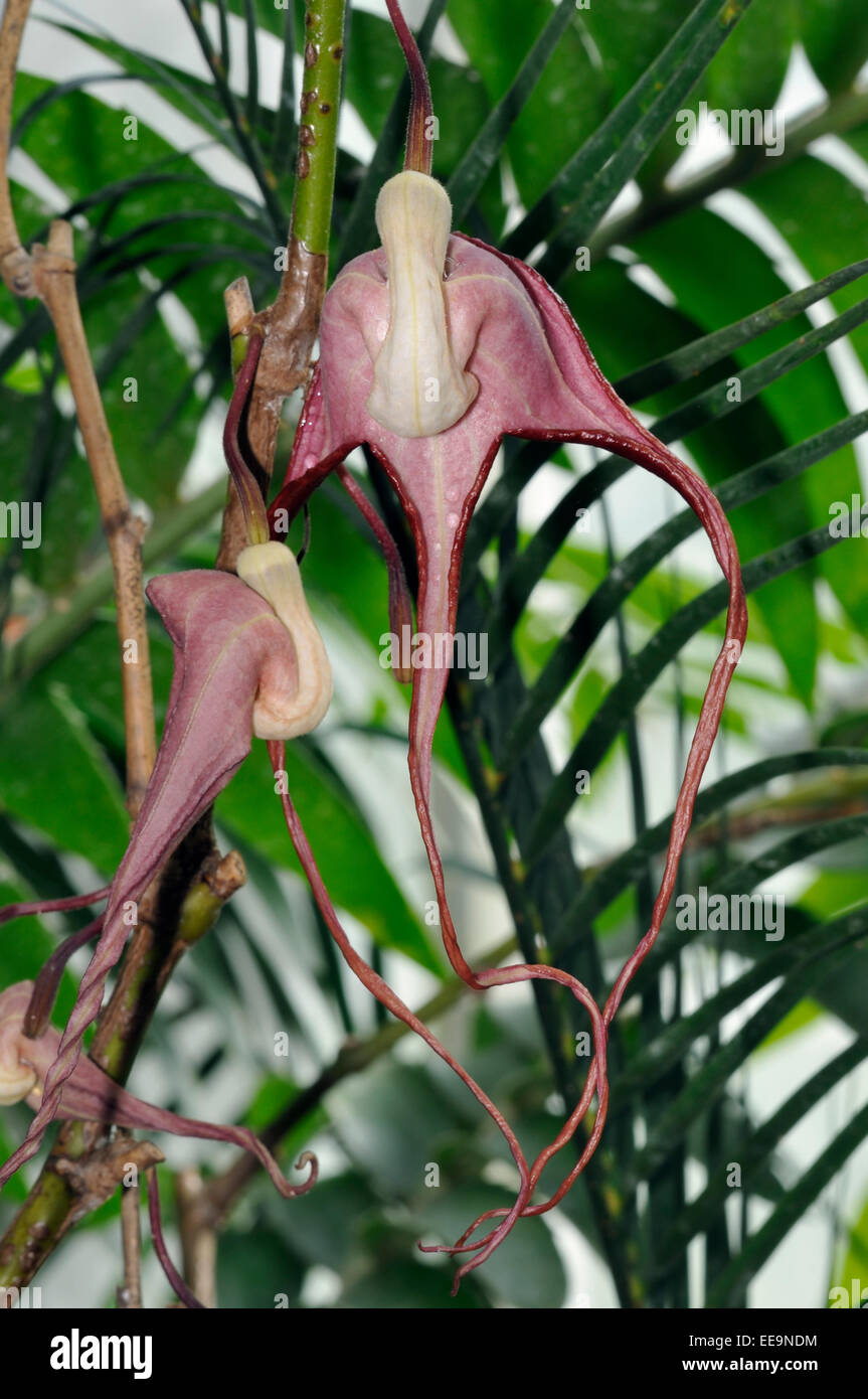 Aristolochia tricaudata rari 'birthwort' fiori dal Messico Foto Stock