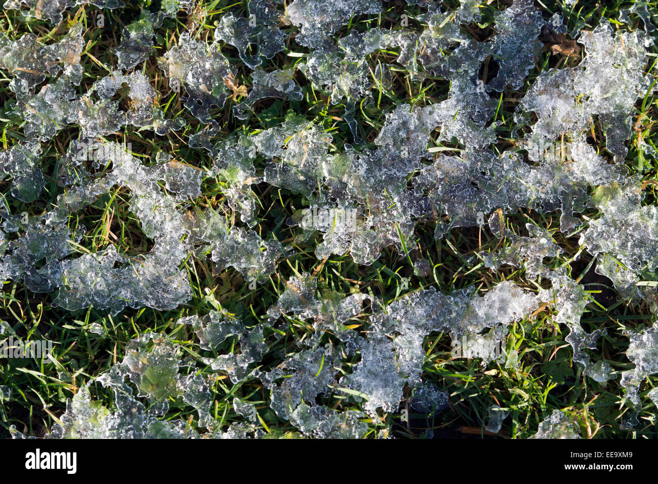 Congelati luce neve sull'erba Foto Stock