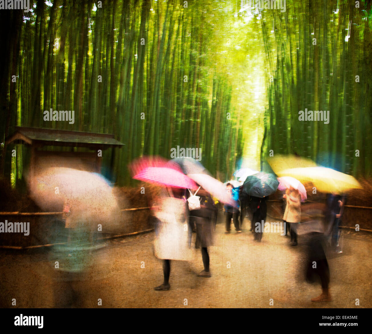Immagine artistica di un giorno di pioggia nei boschetti di bamboo di Arashiyama, Kyoto, Giappone. Foto Stock