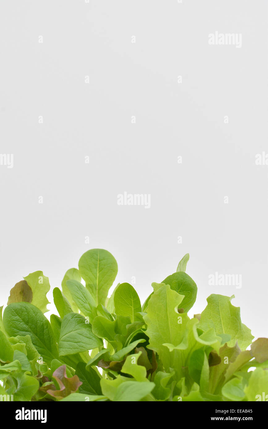 Fresco e verde insalata mista lascia il bordo inferiore ritratto Foto Stock