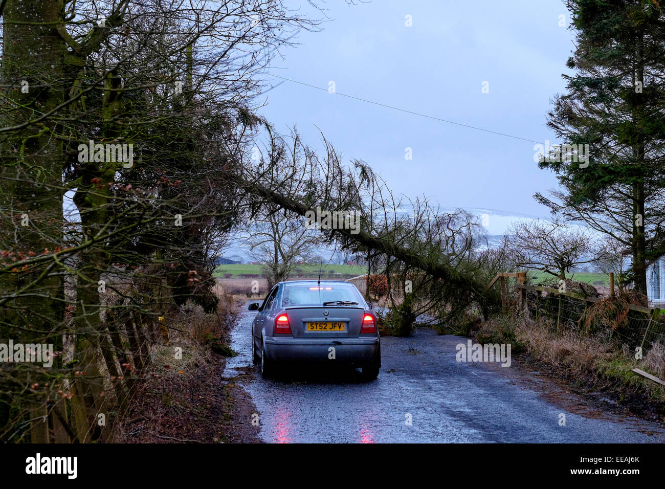 Danni provocati dalla tempesta: un auto conducente rischi guida sotto un albero caduto sulla strada di un paese vicino a Biggar in South Lanarkshire, Scozia Foto Stock