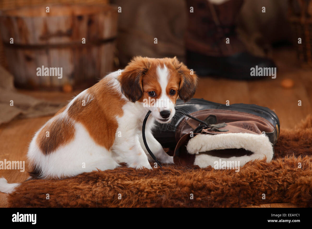 Kooikerhondje, cucciolo, dieci settimane|Kooikerhondje, 10 Wochen, Schnuersenkel Foto Stock