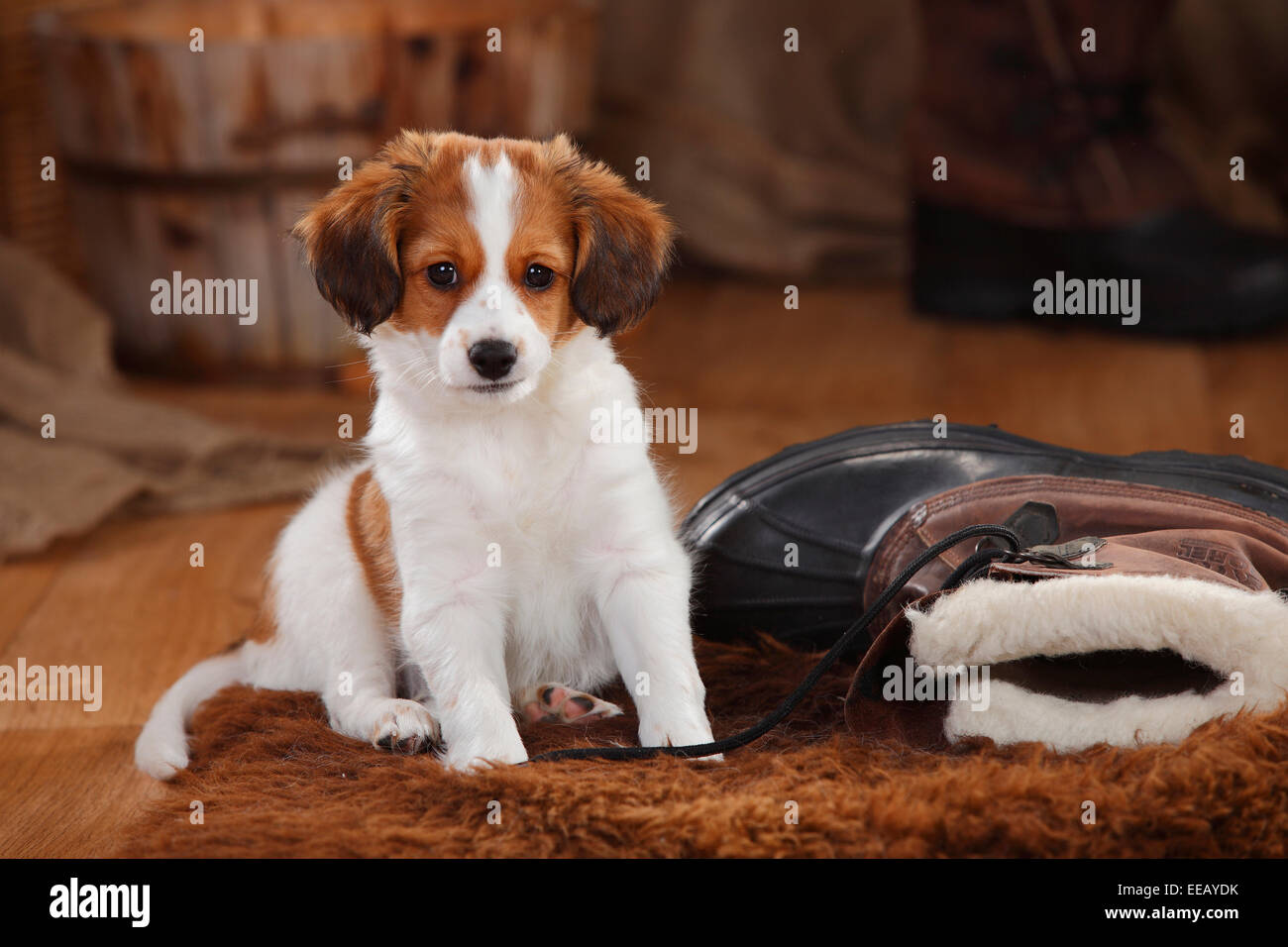Kooikerhondje, cucciolo, dieci settimane|Kooikerhondje, 10 Wochen Foto Stock