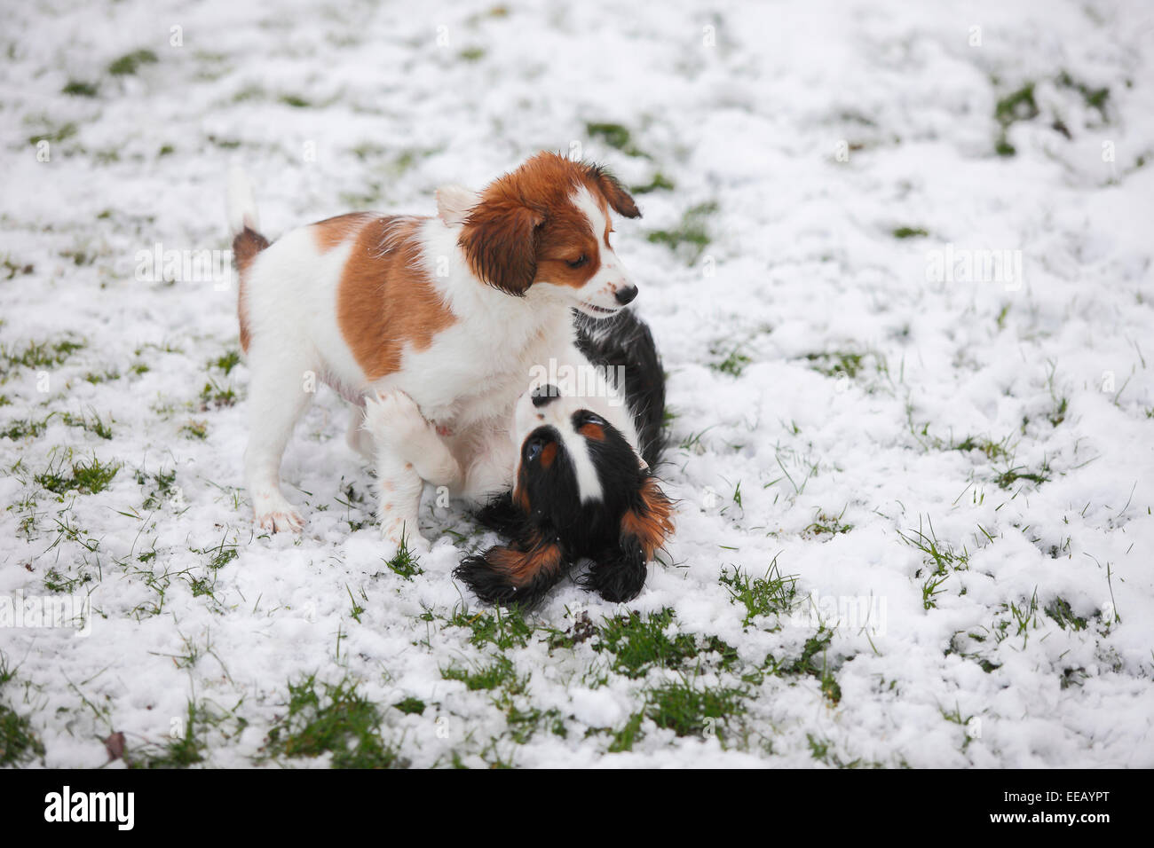 Cavalier King Charles Spaniel, cucciolo, di 4 mesi e mezzo, e Kooikerhondje, cucciolo, dieci settimane|Cavalier King Charles Spaniel, Welpe, 4 1 Foto Stock