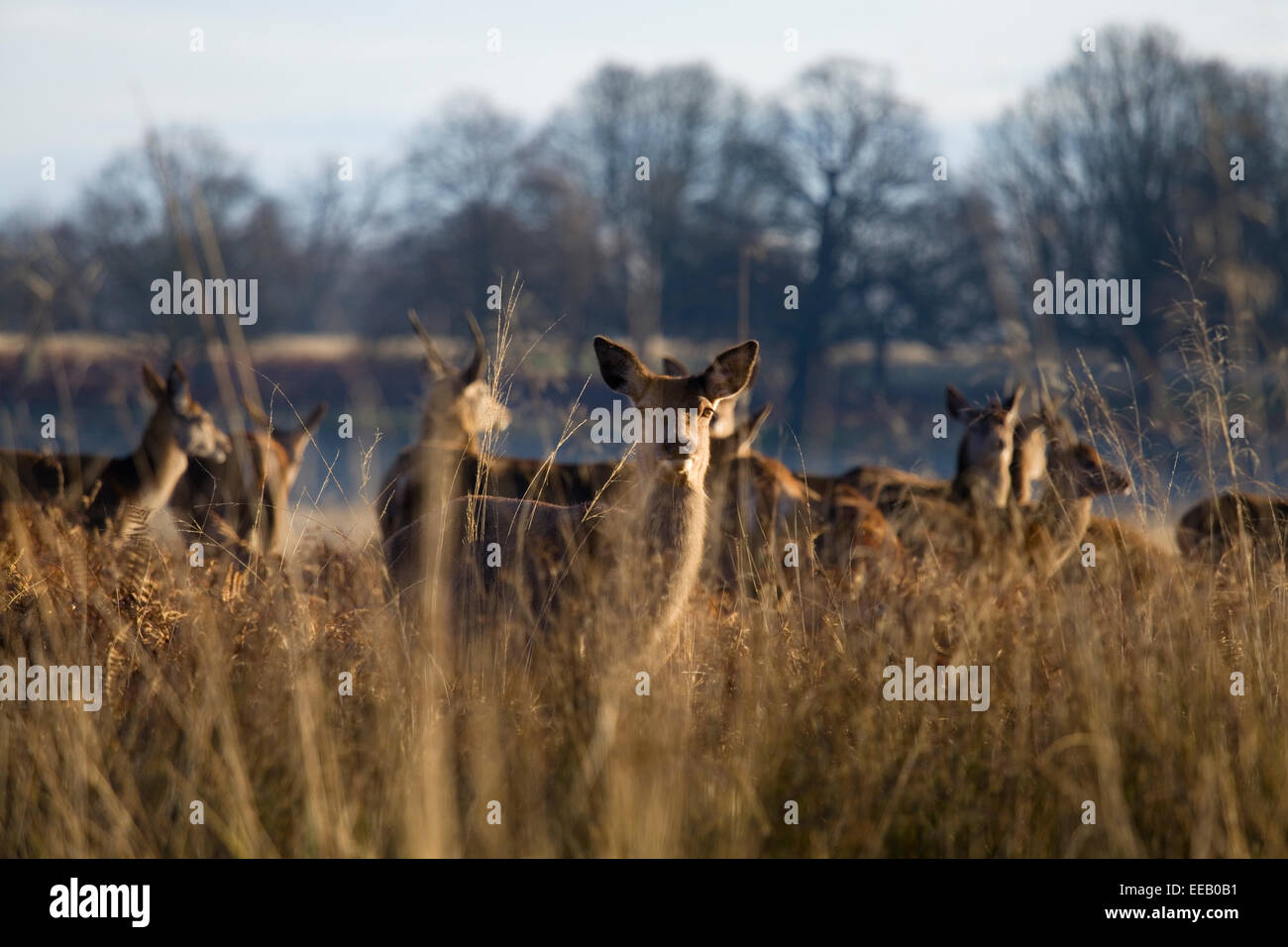 Deer starring in corrispondenza della lente in erba alta di Richmond Park sulla soleggiata giornata invernale in Richmond Park, London, Regno Unito Foto Stock