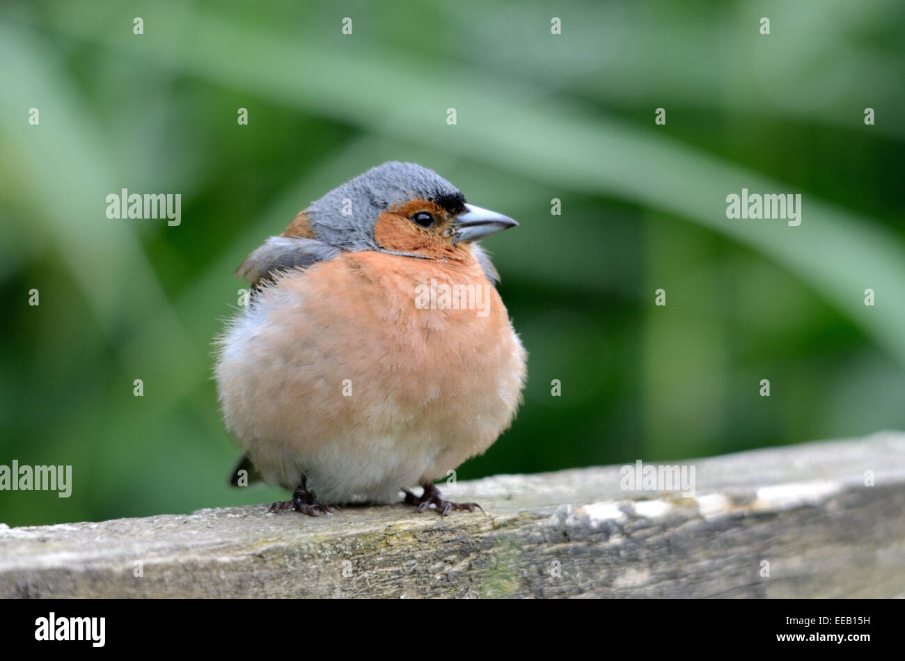 Fringuello, maschio Foto Stock