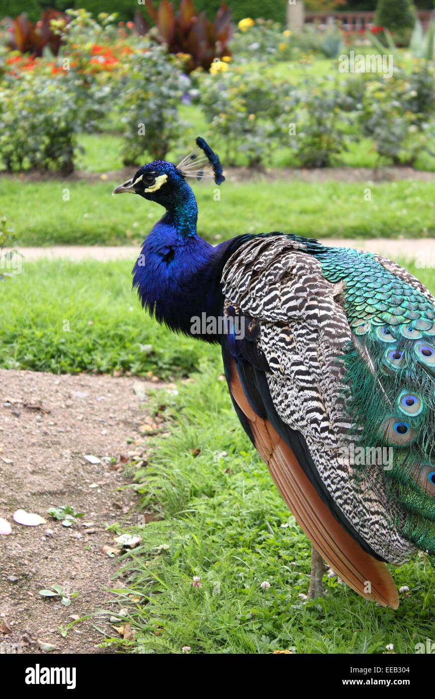 Profilo del maschio Peafowl indiano Foto Stock