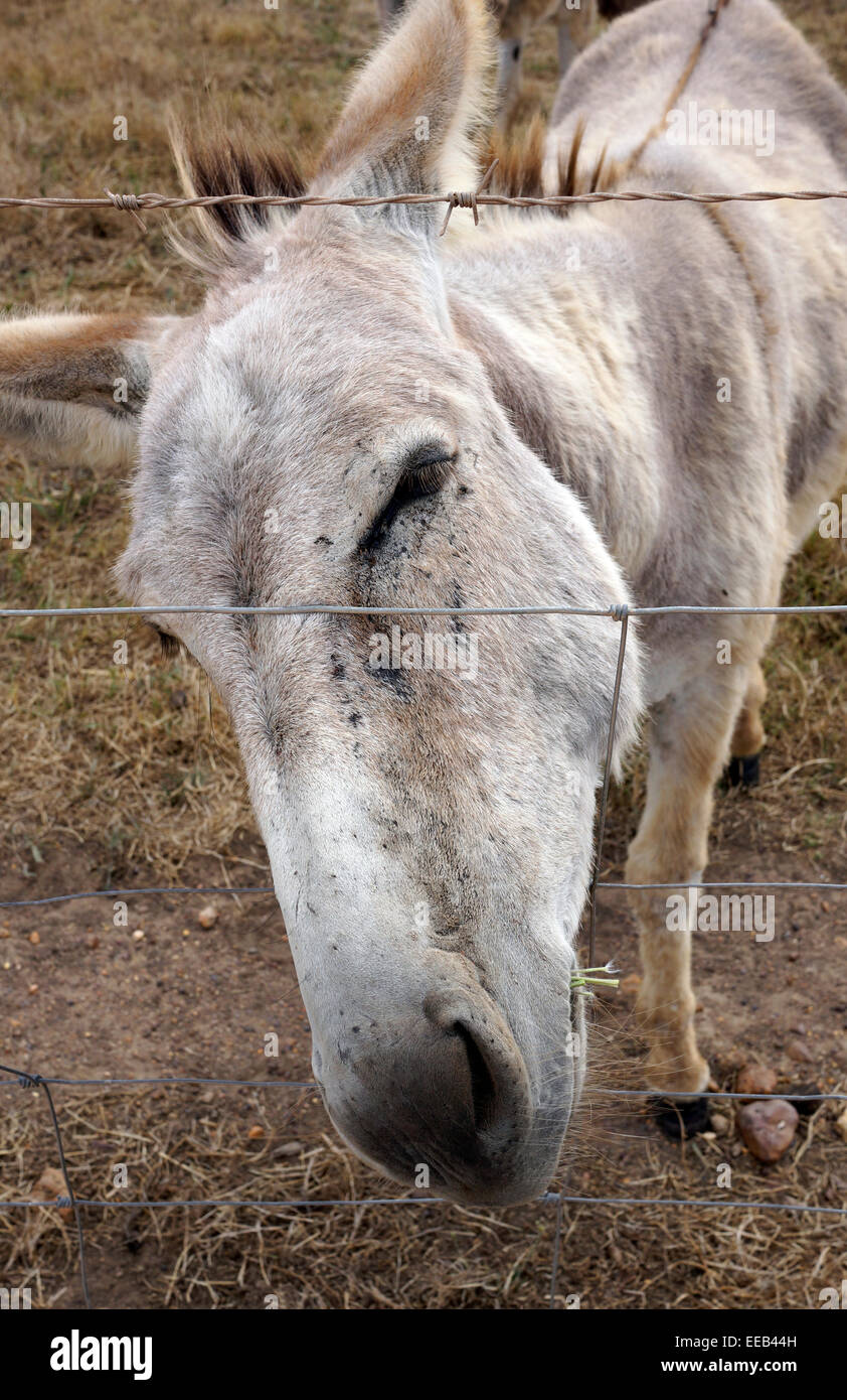 Asino (Equus africanus asinus) pascolando nella regione di Overberg del Western Cape Provinve, Sud Africa. Foto Stock
