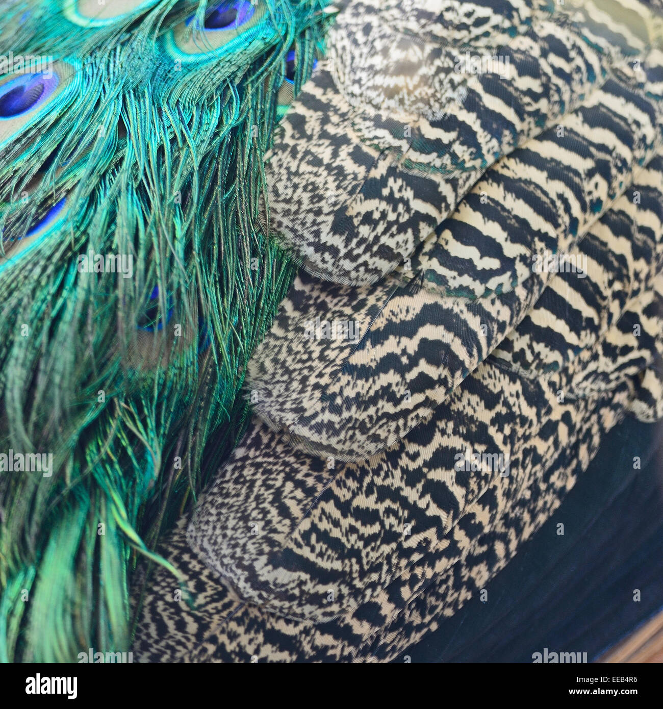 Bella e verde Peafowl piume sfondo Foto Stock