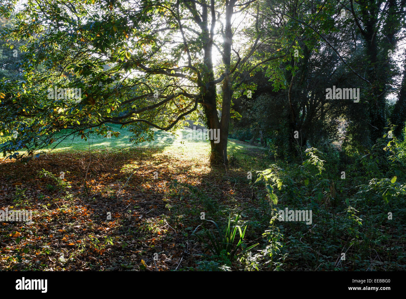 Ventnor Botanic Garden, Isola di Wight Foto Stock