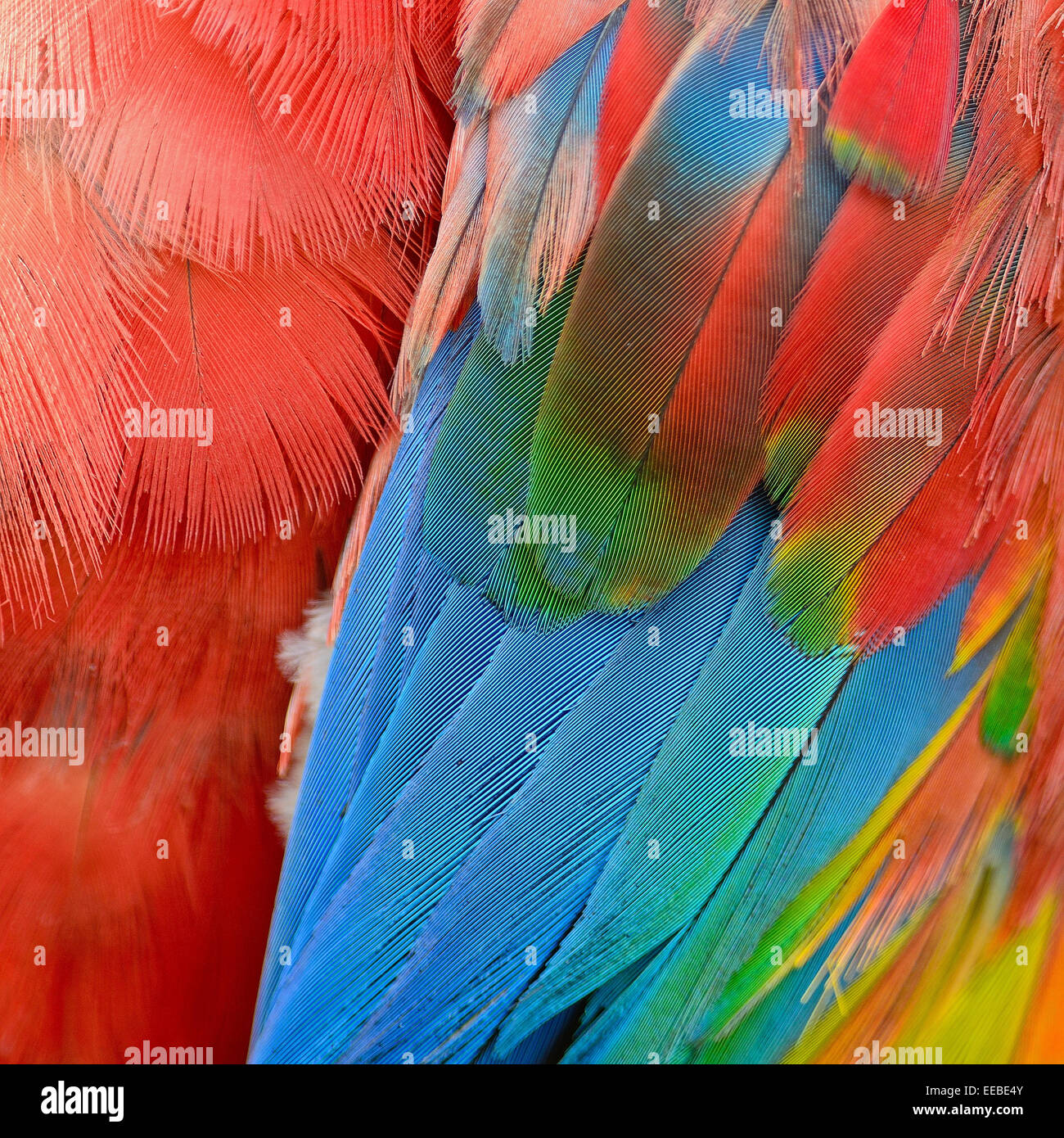 Scarlet Macaw piume e colorati di texture di sfondo Foto Stock