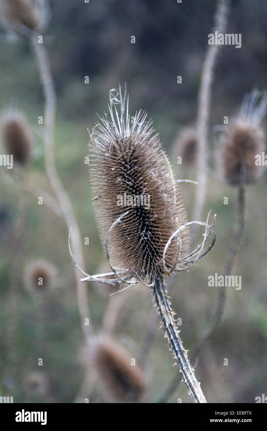 Thistle secco nel campo sminuisce l'autunno e l'inverno. Foto Stock