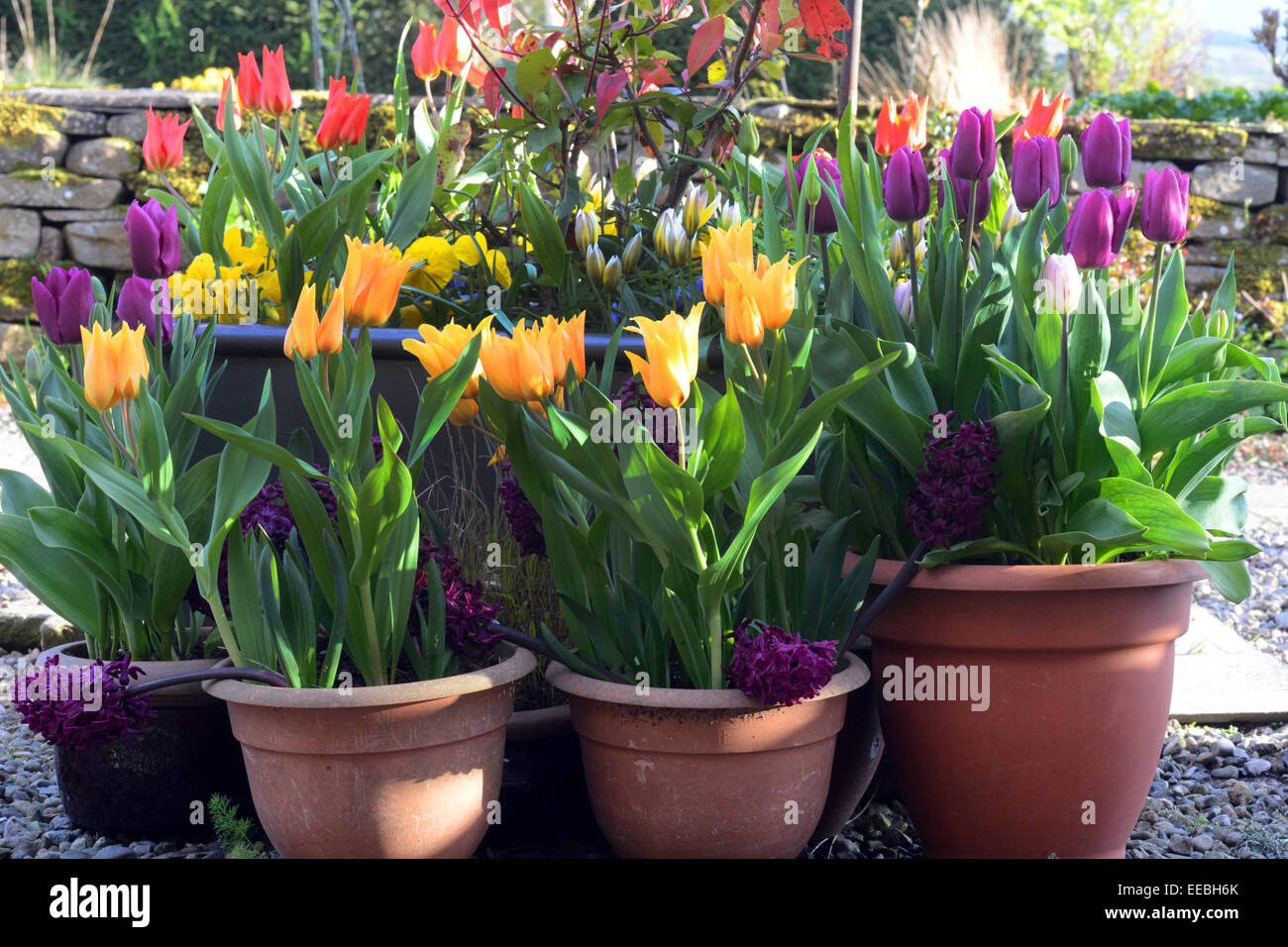 Fiori di Primavera in vasi su un patio. Foto Stock