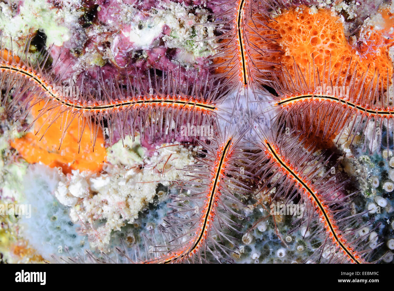 Spugna stella fragile, Ophiothrix suensonii, Bonaire, Caraibi Paesi Bassi, dei Caraibi Foto Stock