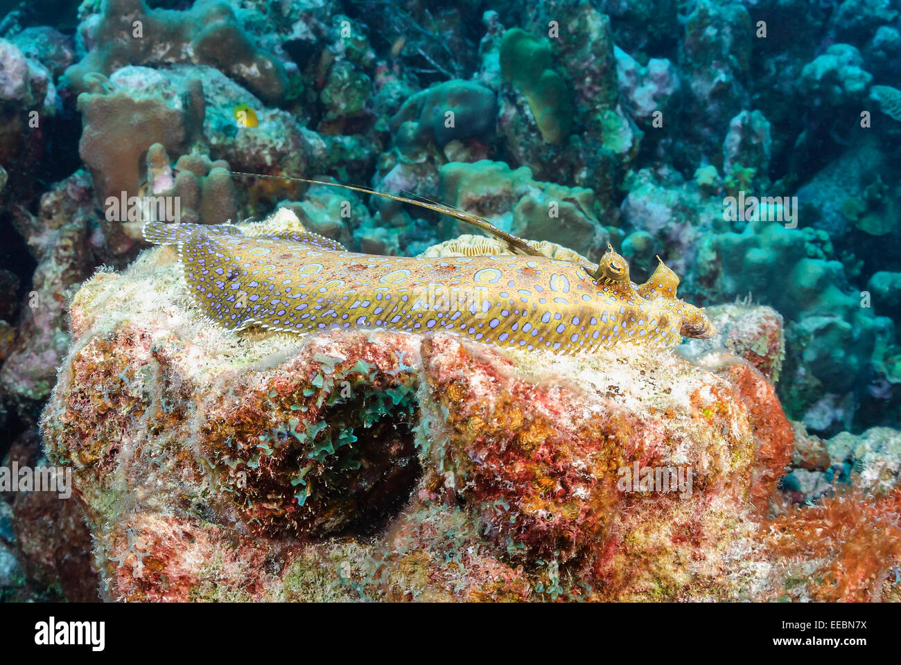 Peacock passera pianuzza, Bothus lunatus, Bonaire, Caraibi Paesi Bassi, dei Caraibi Foto Stock