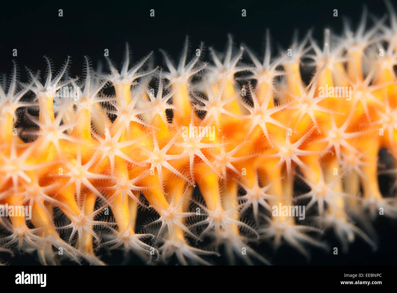 Devil's sea frusta, Ellisella barbadensis, Bonaire, Caraibi Paesi Bassi, dei Caraibi Foto Stock