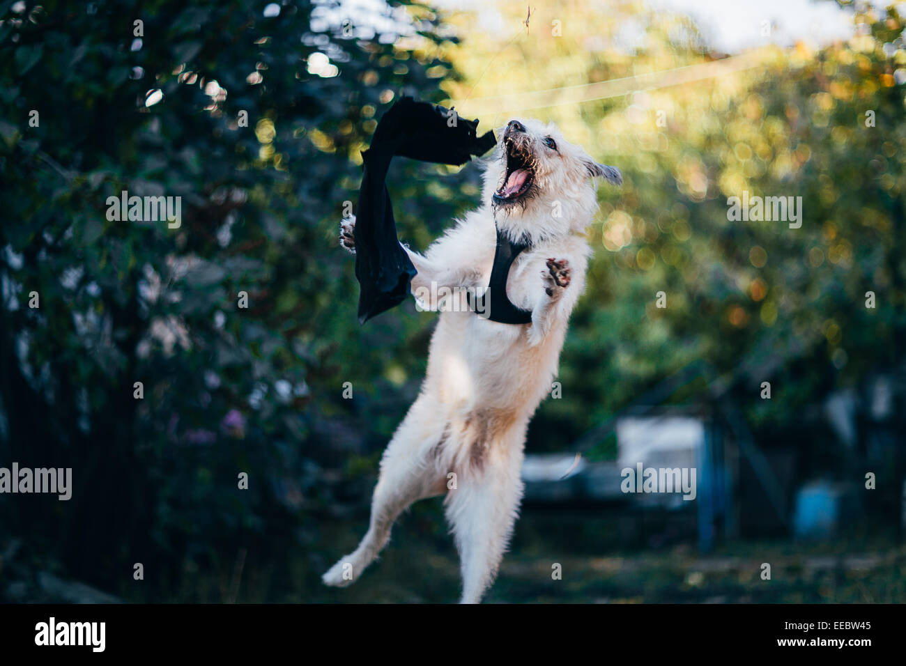 Divertimento white Irish Wolfhound salto nella natura. Foto Stock