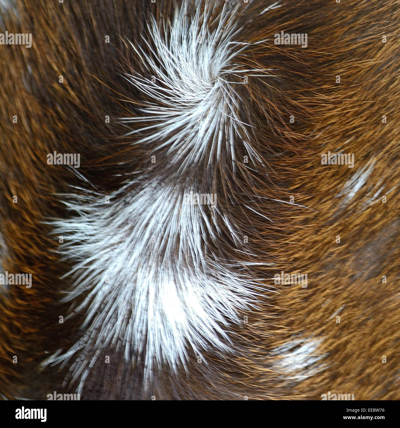 Pelo di animali, macchiato il cervo (Cervus asse), texture di sfondo pelle Foto Stock