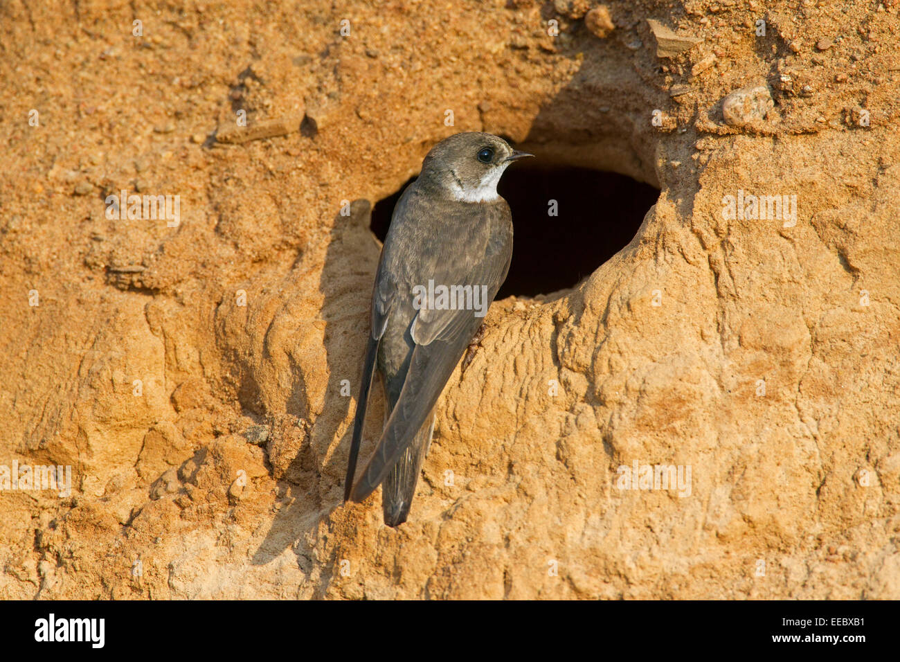 Sabbia europeo Martin / Banca swallow (Riparia Riparia) a nido foro nella colonia di allevamento sulla banca del fiume Foto Stock