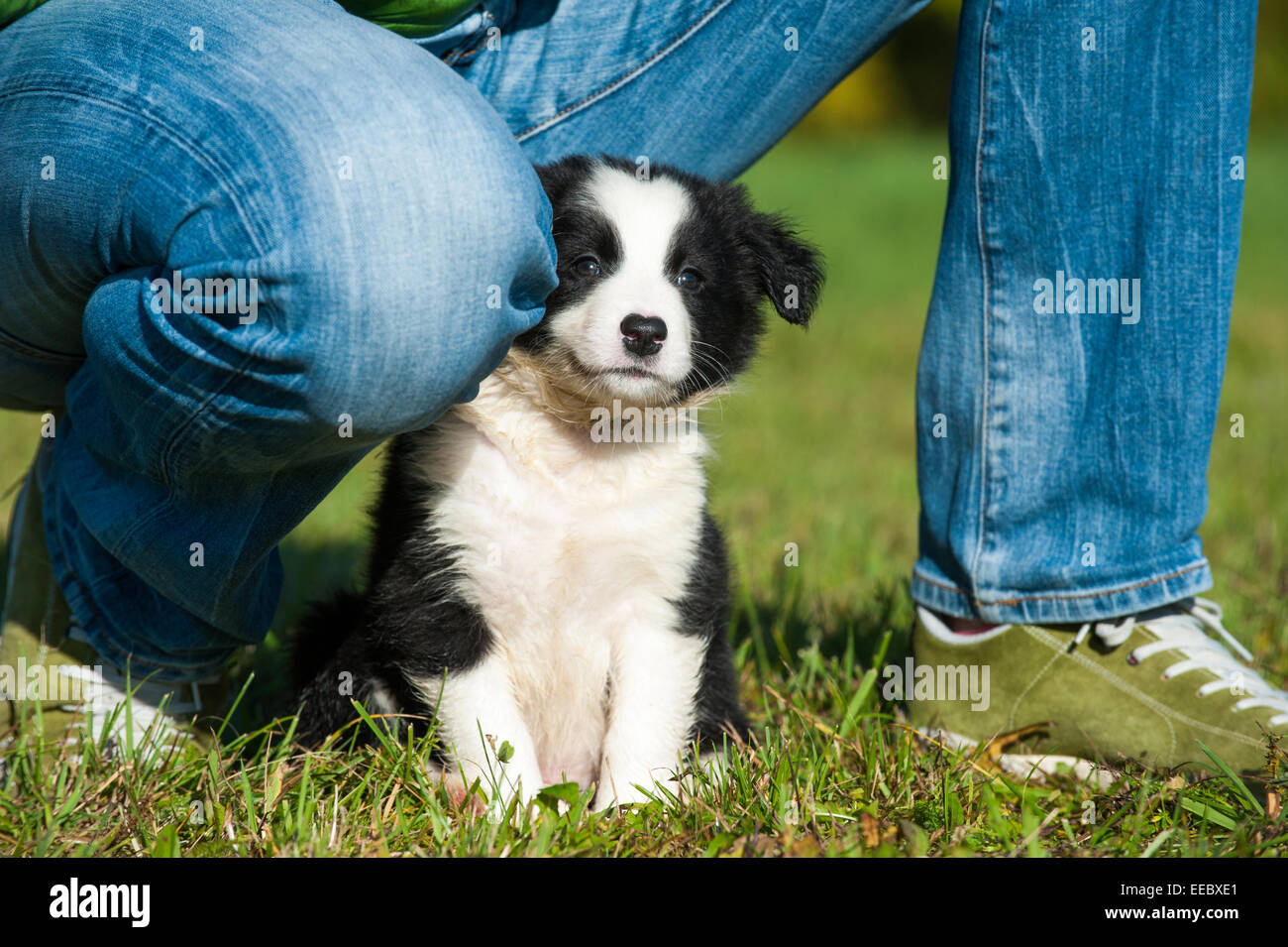 Border Collie cucciolo tra gambe umane Foto Stock