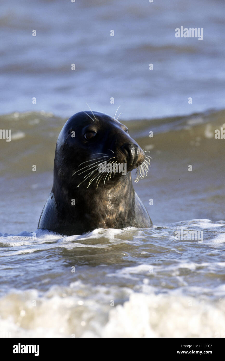 Guarnizione grigio in onde sulla riva Foto Stock