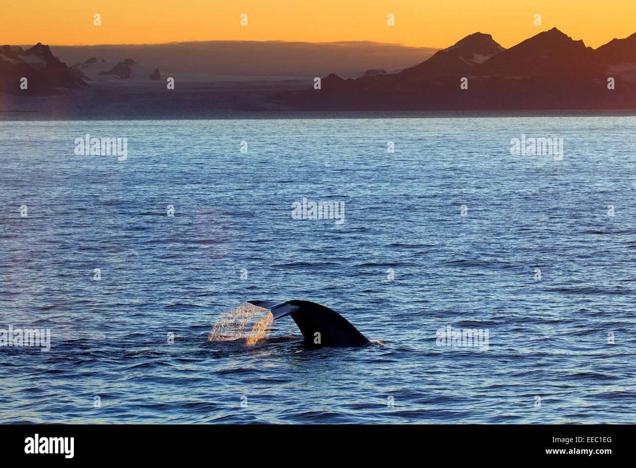 La balenottera azzurra (Balaenoptera musculus) sollevando la sua coda passera nera di calarsi per avanzare lungo la costa norvegese, Norvegia e Scandinavia Foto Stock