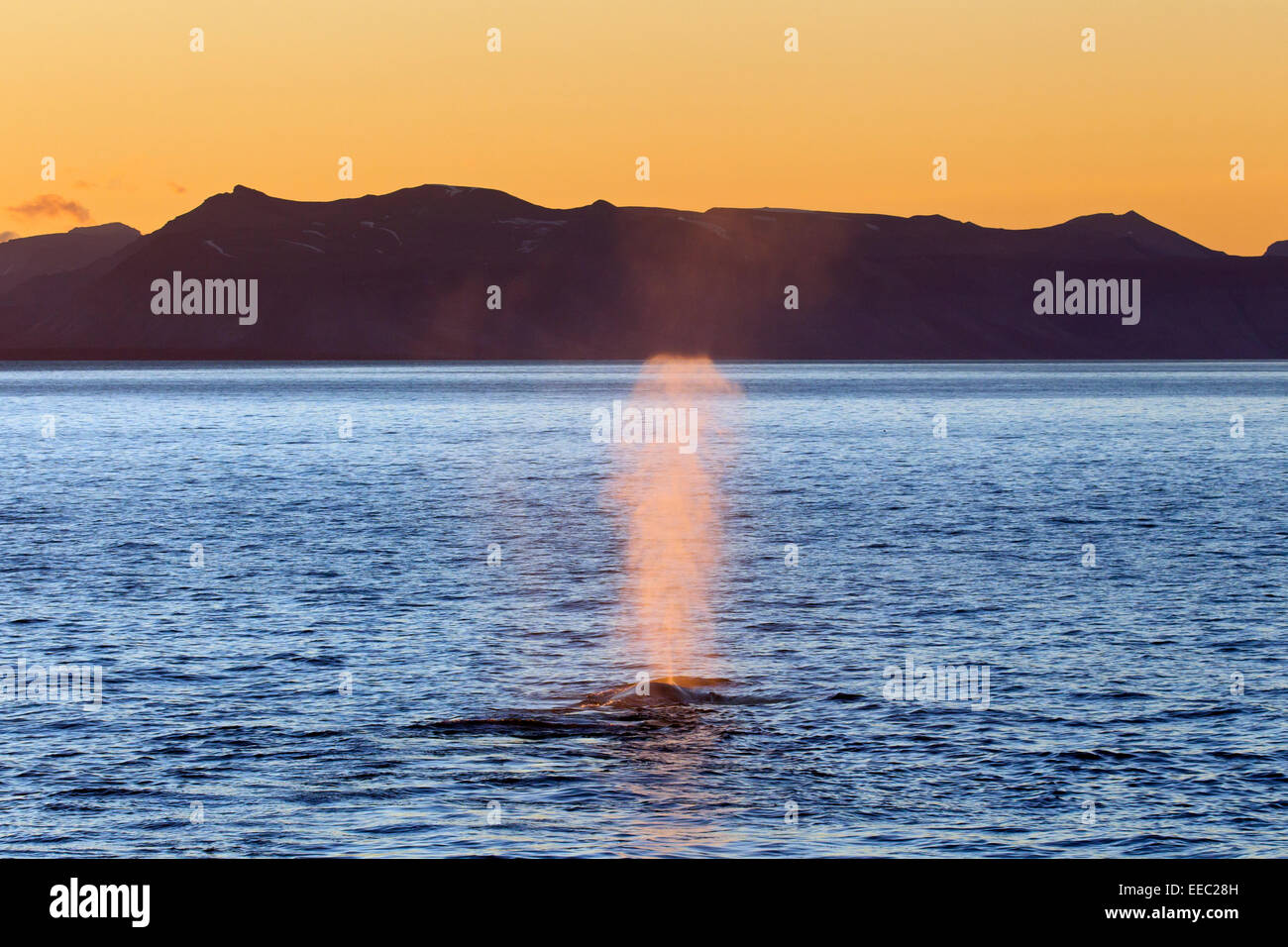 La balenottera azzurra (Balaenoptera musculus) affiorante di respirare e mostrando blow causato dalla fuoriuscita di aria e muco attraverso il foro di sfiato Foto Stock