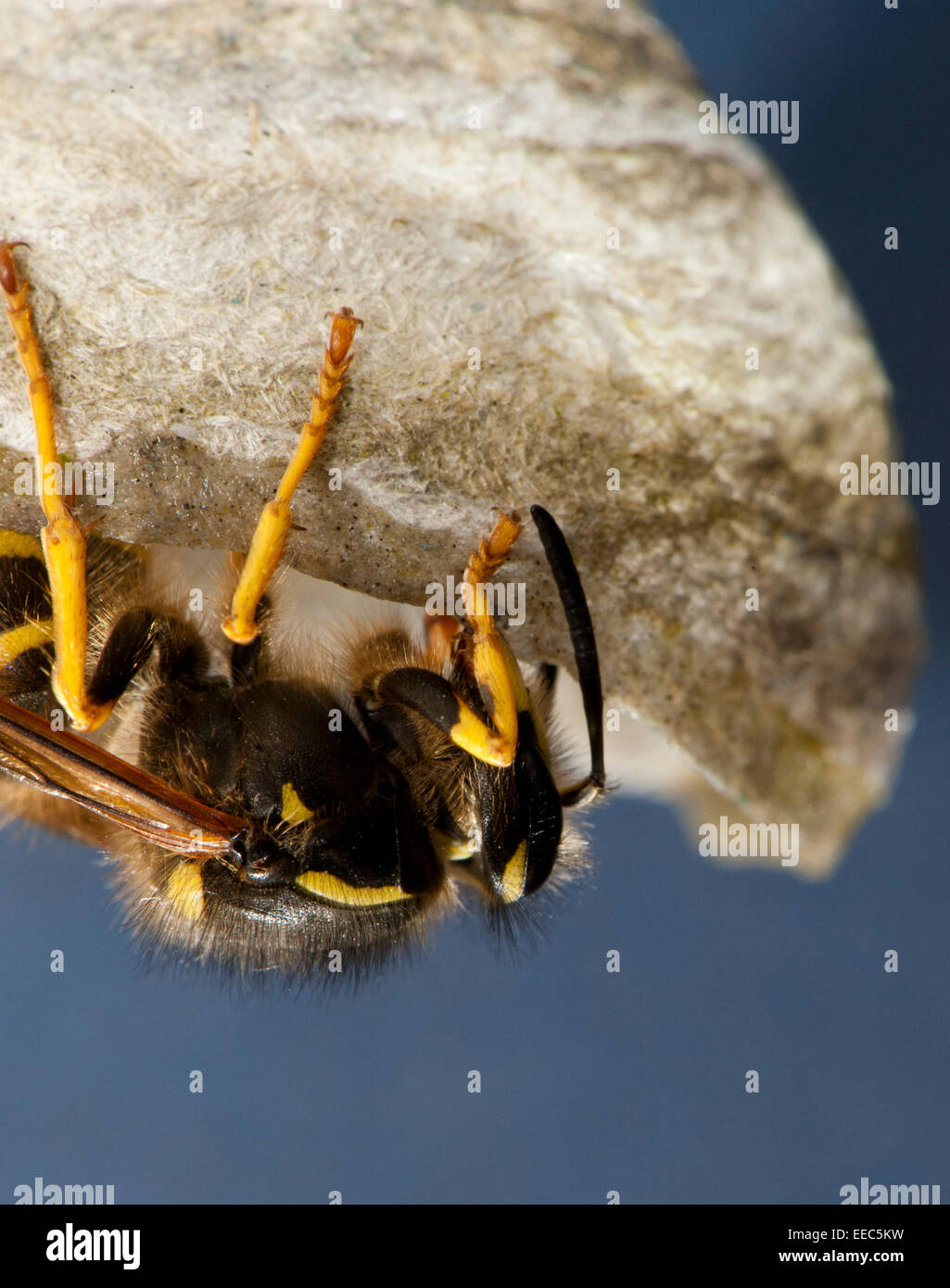 Wasp comune, edificio nido per deporre le uova. Vespula vulgaris. Foto Stock