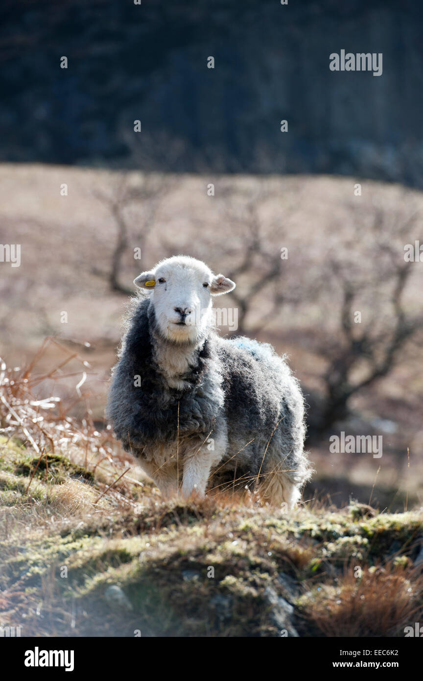 Herdwick pecore pascolano sui morti bracken nel Lake District inglese. Foto Stock