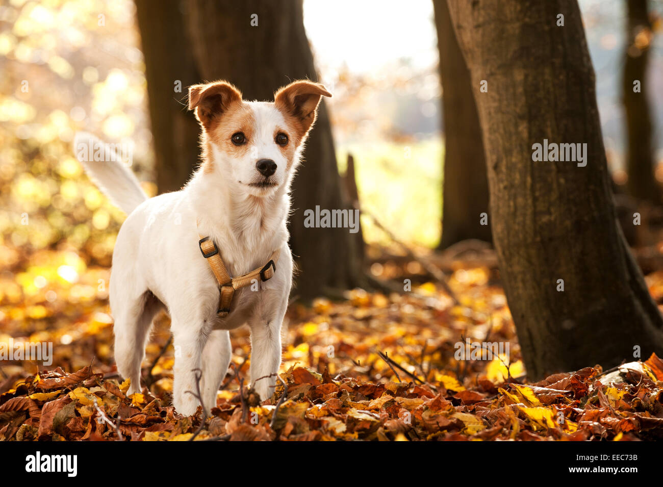 Piccolo Cane nel paesaggio autunnale Foto Stock