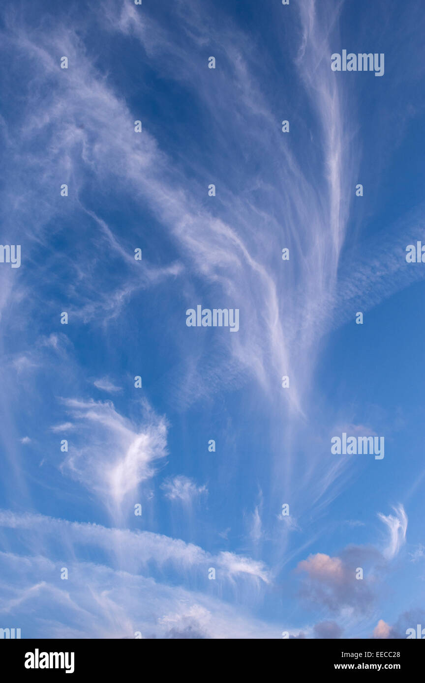 Cirrus nuvole o Mares tails trailling accoss un cielo di sera. Foto Stock