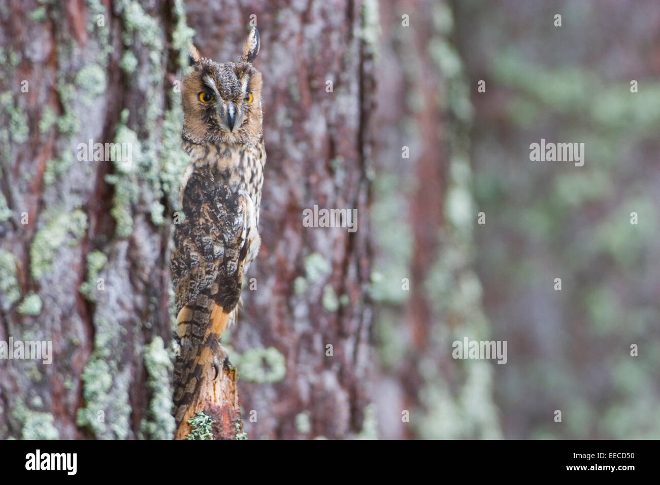 Long eared owl in una foresta Foto Stock