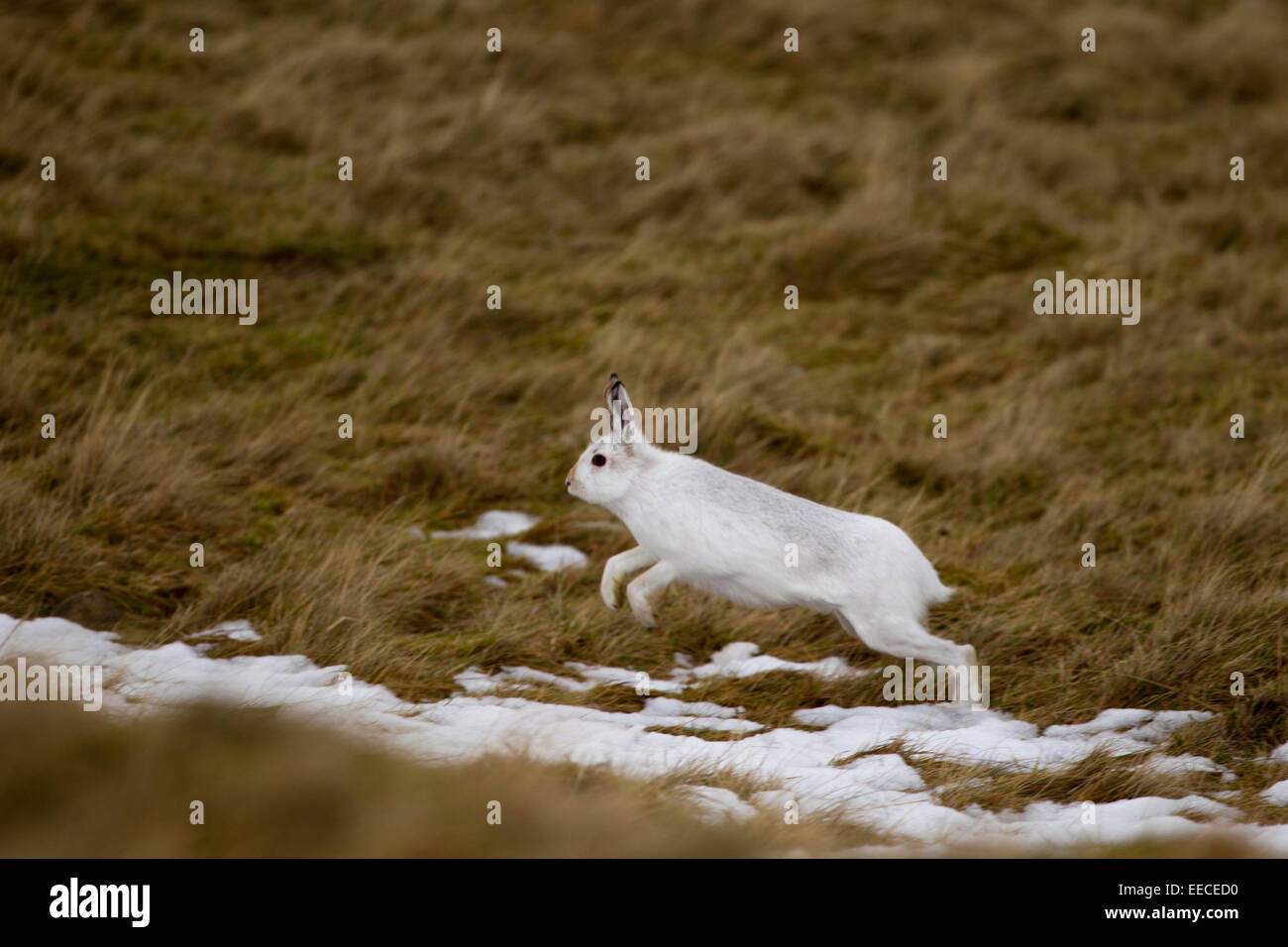 La lepre bianca in inverno colori e acceso spento Foto Stock