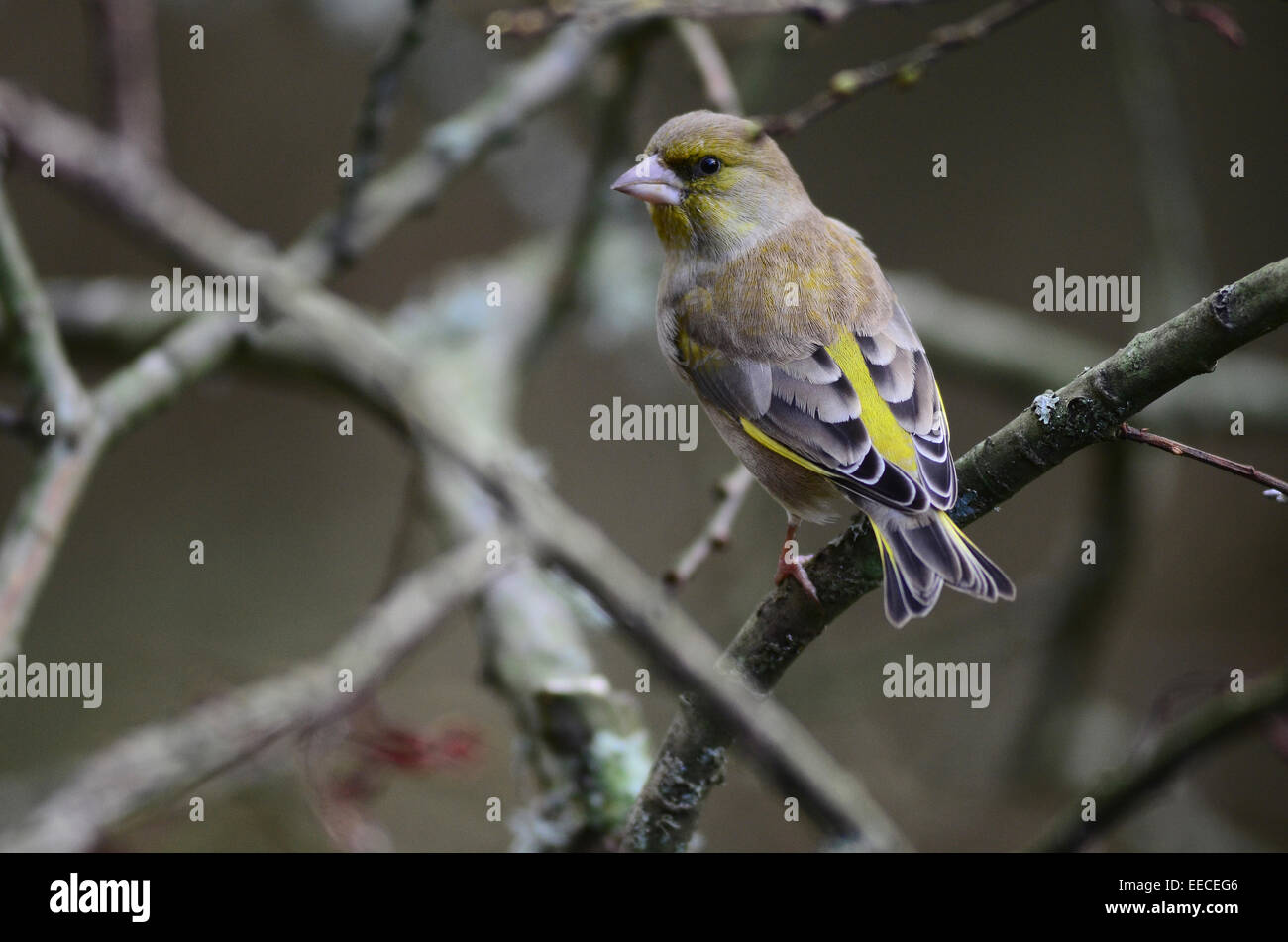 Uno verdone REGNO UNITO Foto Stock