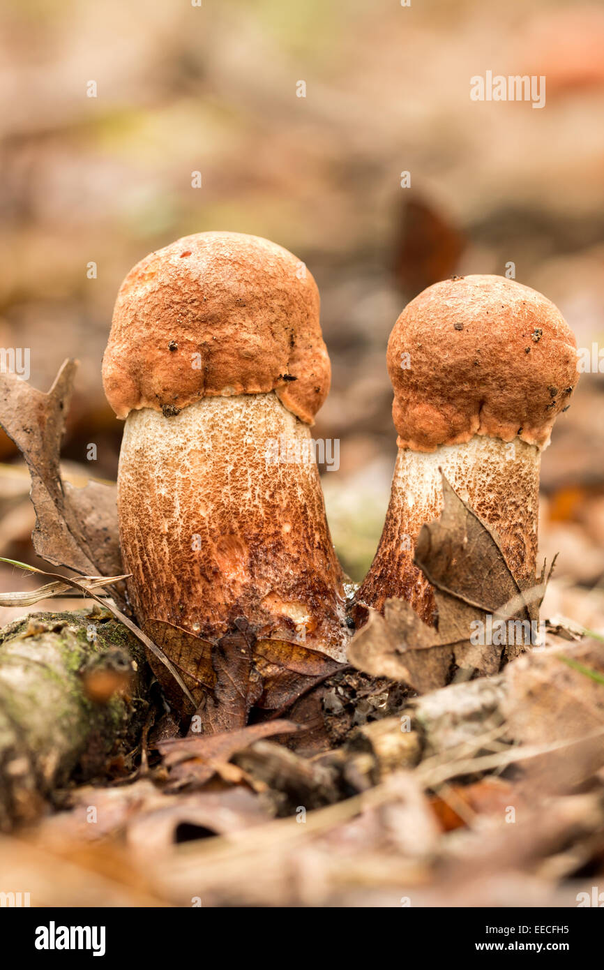 I funghi commestibili specie,Red-capped Foto Stock