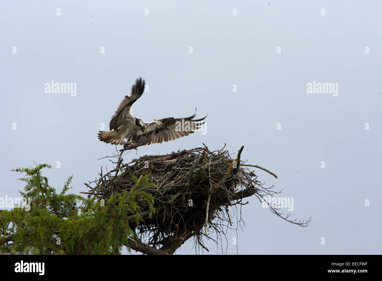 Osprey in volo con una trota accanto al suo nido Foto Stock