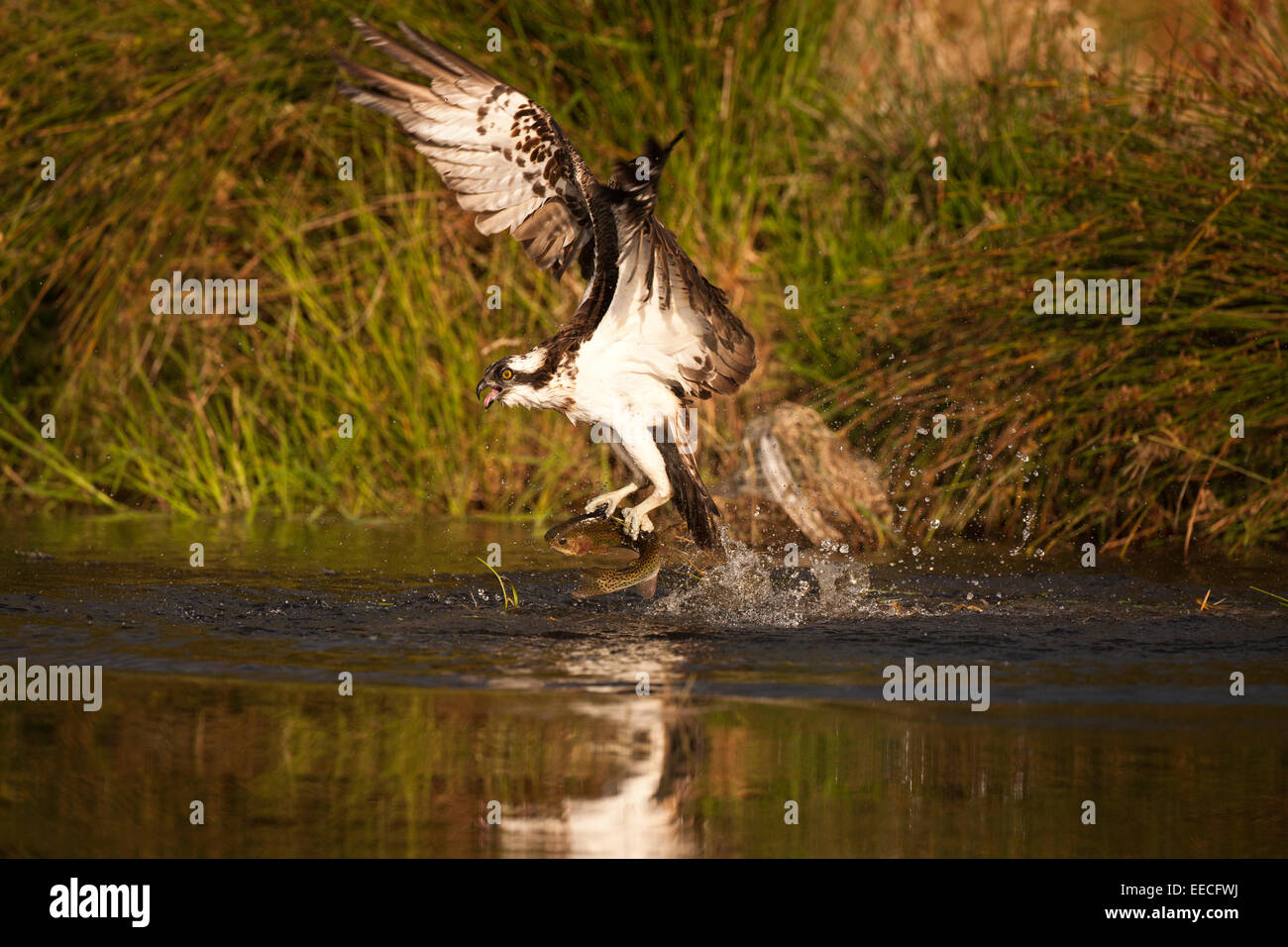 Osprey in volo con una trota Foto Stock