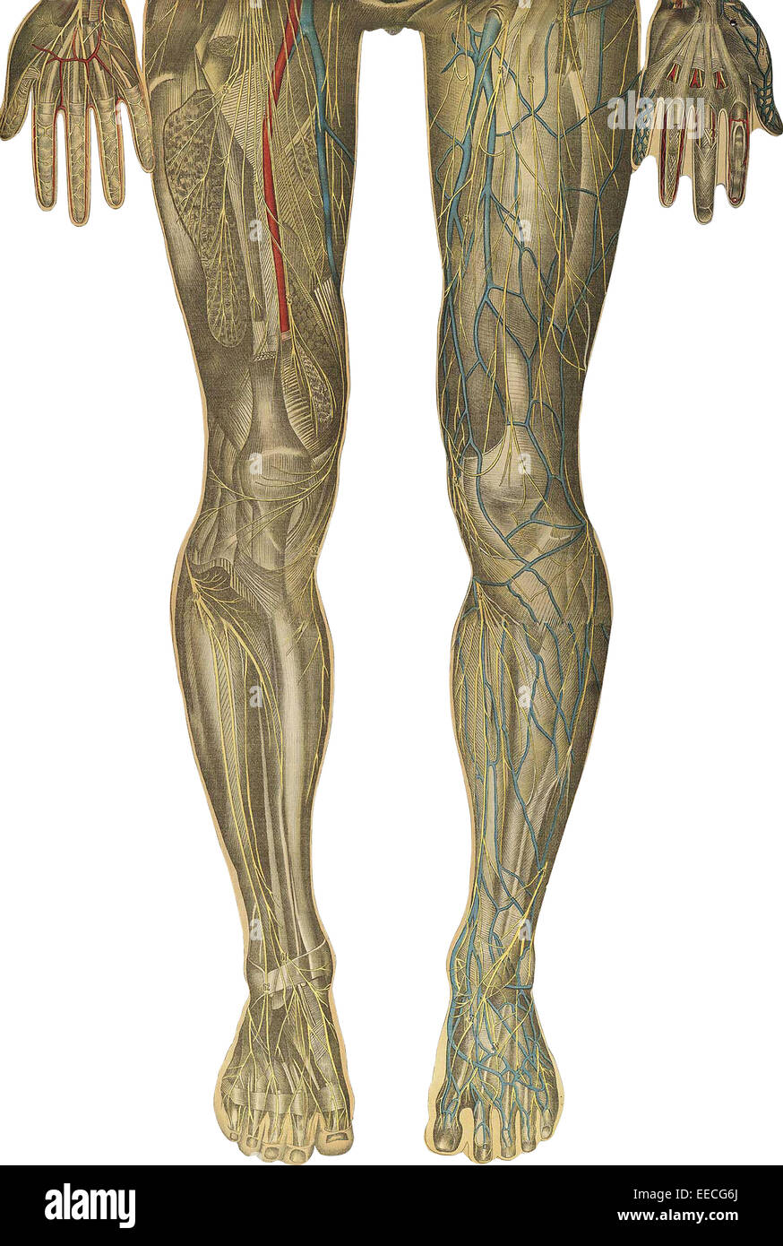 Il corpo umano con sovrapposte le piastre colorate, da Julien Bougle, circa 1899. Foto Stock