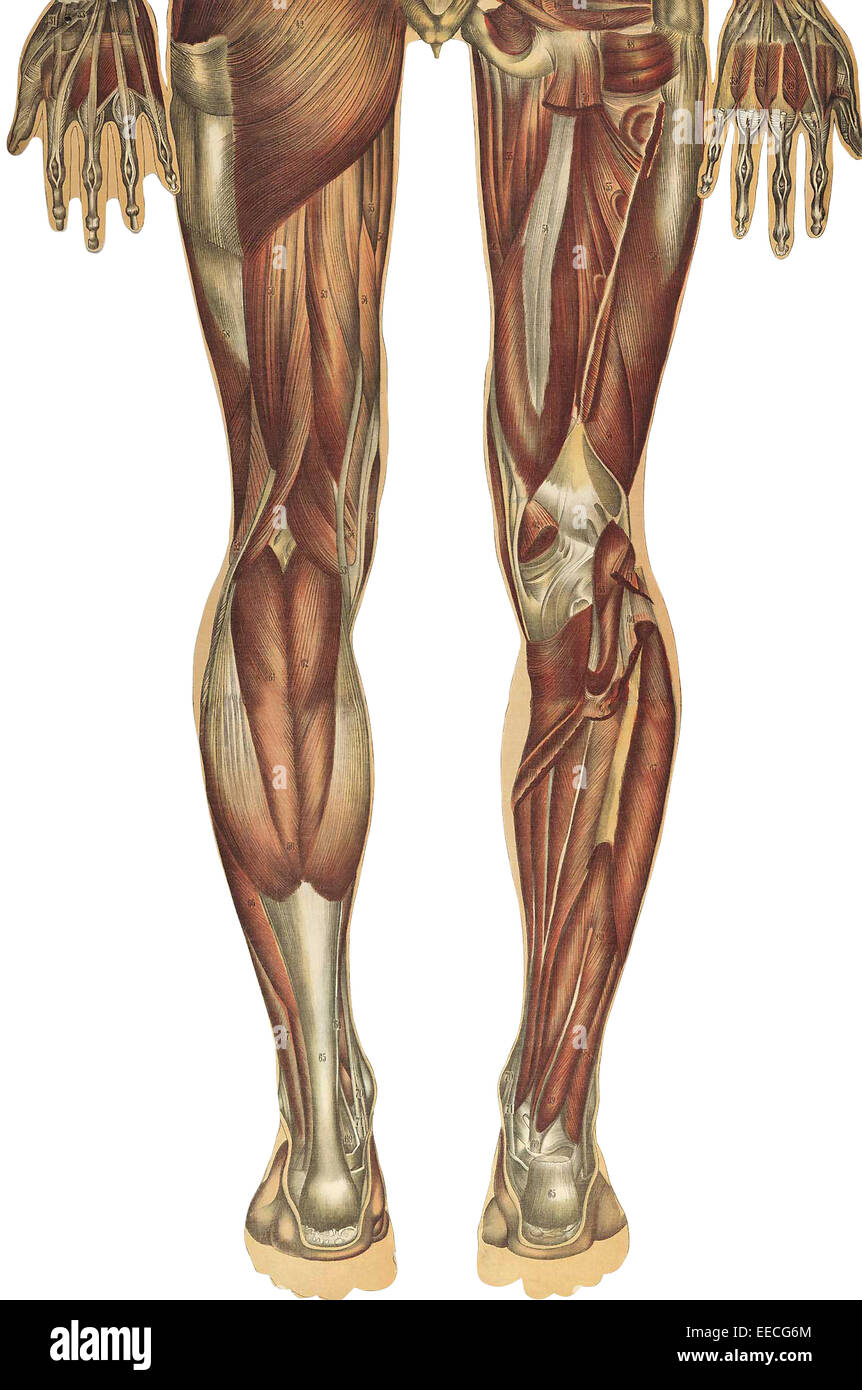 Il corpo umano con sovrapposte le piastre colorate, da Julien Bougle, circa 1899. Foto Stock