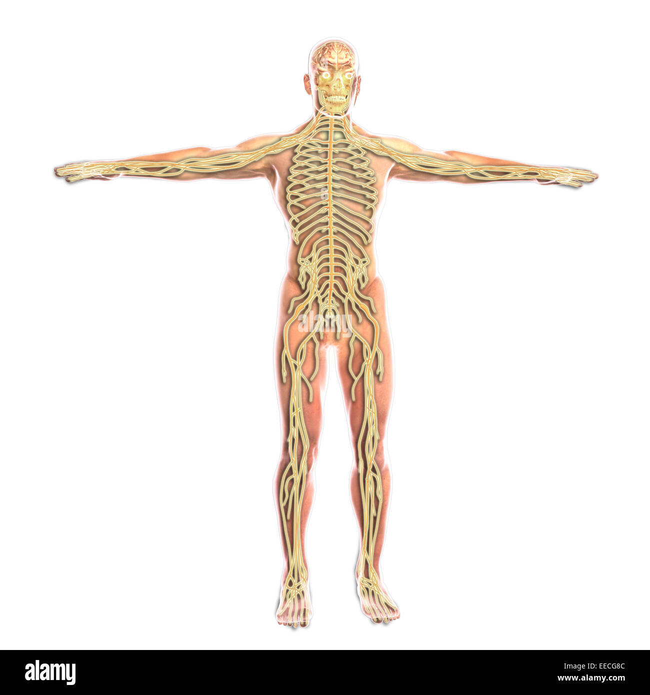 Sistema nervoso umano. Foto Stock