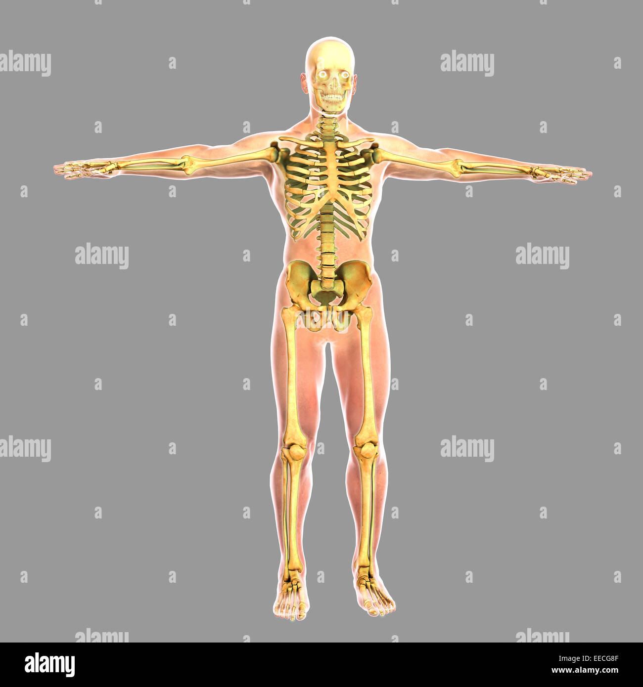Umano sistema scheletrico. Foto Stock