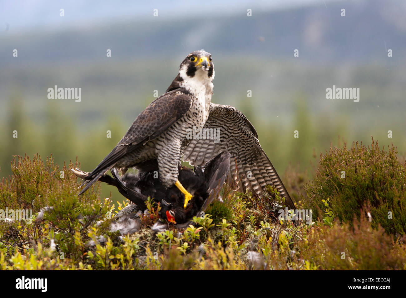 Falco pellegrino alimentazione su un gallo cedrone Foto Stock