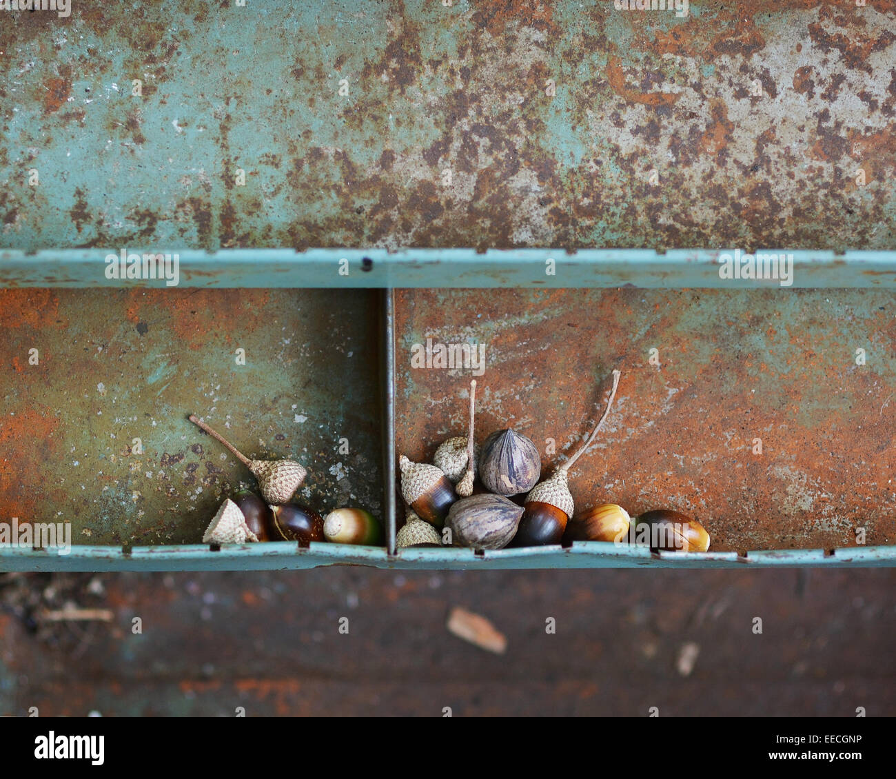Ghiande di Rusty Toolbox Foto Stock