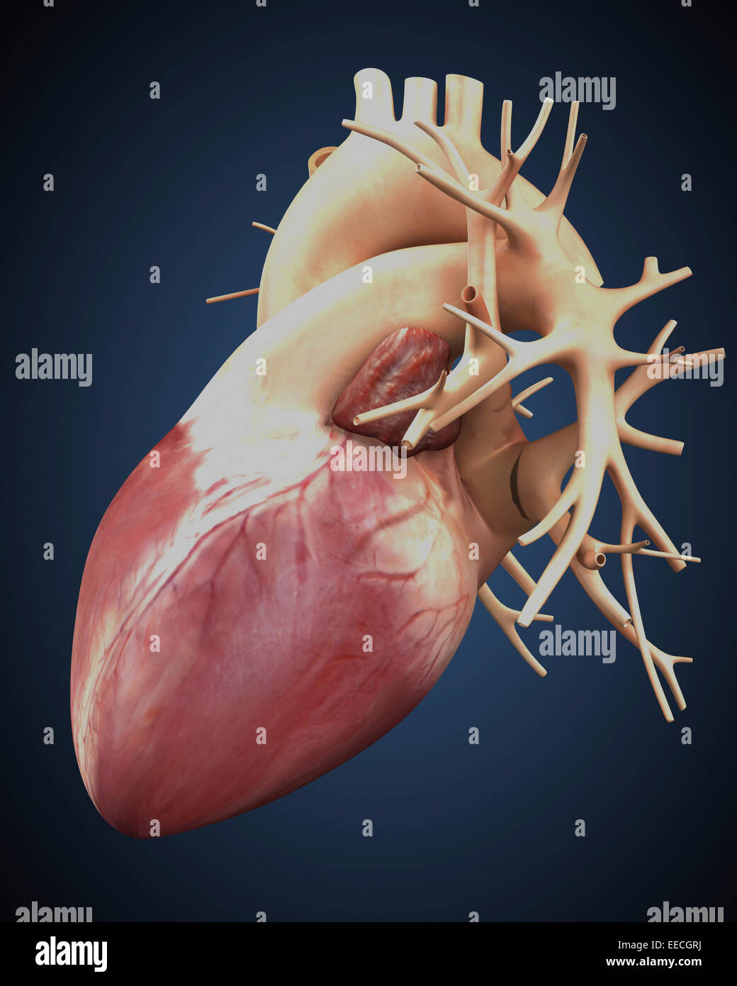Vista tridimensionale del cuore umano. Foto Stock